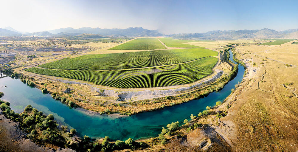 Plantaže vinograd
